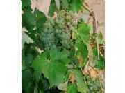 racimo de uvas